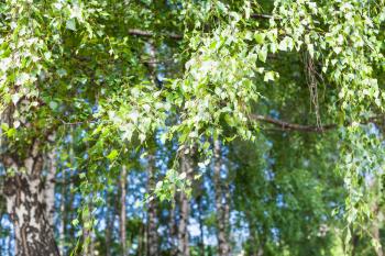 green leaves of birch tree in birch grove in forest in sunny summer day