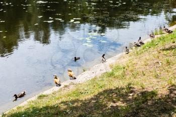 several various ducks on waterfront of forest river in city park in sunny summer day