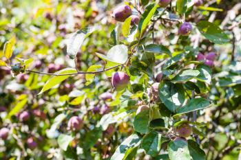 unripe fruits on green branches of wild pear tree in sunny summer day