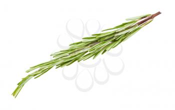 twig of fresh rosemary herb isolated on white background
