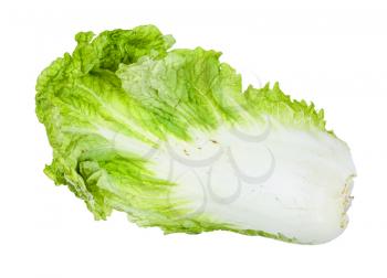 fresh green leaf of Napa cabbage isolated on white background
