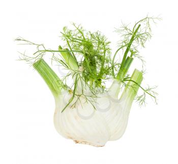 ripe Florence fennel stalk with green foliage isolated on white background