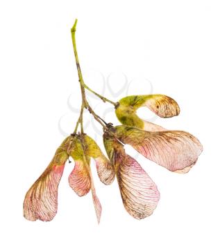 pink seeds of amur maple (tatar maple) tree isolated on white background