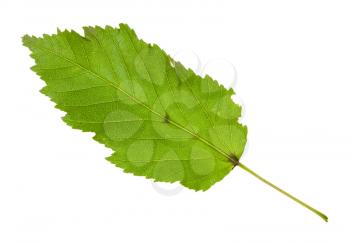 green leaf of amur maple (tatar maple) tree isolated on white background
