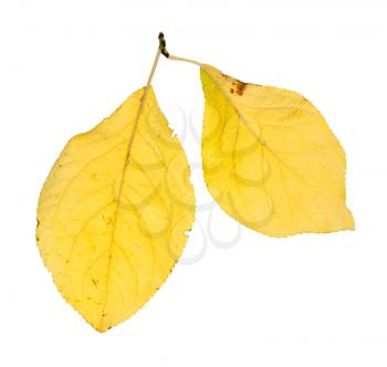 two yellow leaves of plum tree isolated on white background