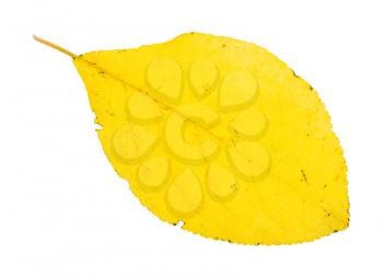 fallen yellow leaf of plum tree isolated on white background