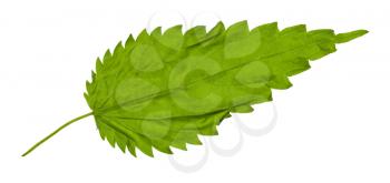 back side of green leaf of Stinging nettle plant isolated on white background