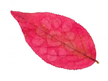 back side of autumn pink leaf of euonymus plant isolated on white background
