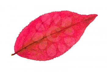autumn pink leaf of euonymus plant isolated on white background