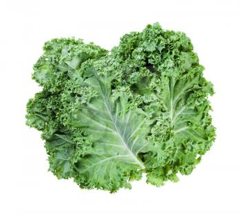 stack of fresh green leaves of curly-leaf kale (leaf cabbage) isolated on white background
