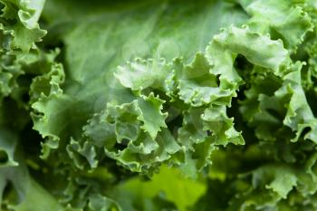 natural food background - green edges of curly-leaf kale (leaf cabbage) close-up
