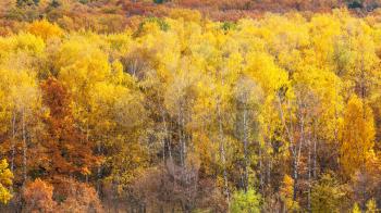panoramic view with birch grove in yellow forest on sunny autumn day