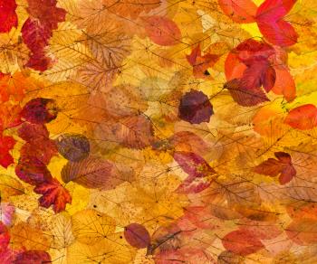 collage from many natural autumn leaves - background from fallen leaves with backlight
