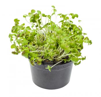 living green mustard cress in pot isolated on white background