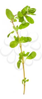 twig of fresh marjoram (Origanum majorana) plant isolated on white background