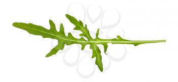 green leaf of Arugula (rocket, eruca, rucola) plant isolated on white backgroud