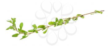 twig of fresh marjoram (Origanum majorana) herb isolated on white background