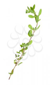 branch of fresh marjoram (Origanum majorana) herb isolated on white background