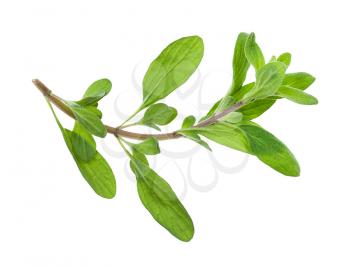 sprout of fresh marjoram (Origanum majorana) herb isolated on white background