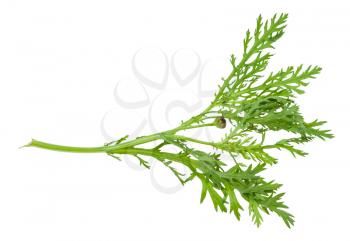 twig with buds of fresh edible chrysanthemum greens (glebionis coronaria) isolated on white background