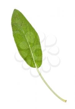 green leaf of sage (salvia officinalis) herb isolated on white background