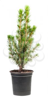 little green spruce ( white spruce, picea glauca conica) in pot isolated on white background