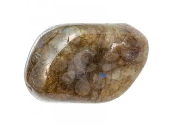 closeup of sample of natural mineral from geological collection - polished Labradorite gemstone isolated on white background