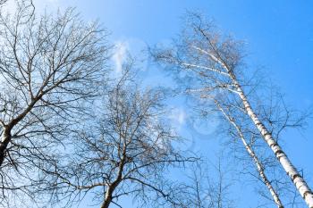bottom view of tops of trees in forest and blue sky on background during snowfall on sunny spring day