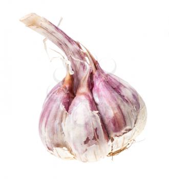 single bulb of ripe garlic isolated on white background
