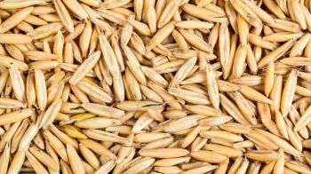 panoramic cereal background - dry seeds of cultivated oat