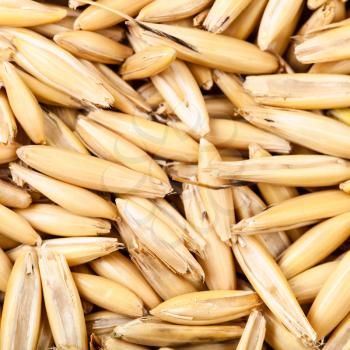 square cereal background - ripe seeds of cultivated oat