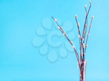 pussy willow sunday (palm sunday) feast concept - bunch of flowering pussy-willow twigs on blue pastel background with copyspace