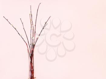 pussy willow sunday (palm sunday) feast concept - bundle of downy pussy-willow twigs in glass vase on pink pastel background with copyspace