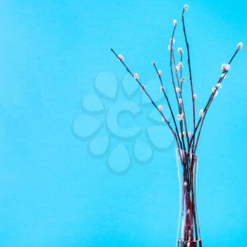 pussy willow sunday (palm sunday) feast concept - bundle of downy pussy-willow twigs in glass vaze on blue pastel background with copyspace