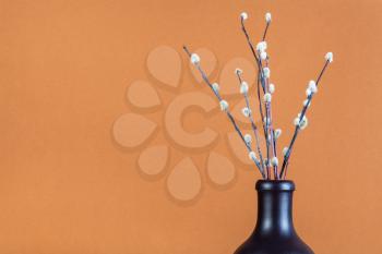 pussy willow sunday (palm sunday) feast concept - bundle of downy pussy-willow twigs in ceramic bottle on brown pastel background with copyspace