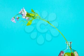 artificial flower in handpainted glass brandy bottle on aquamarine pastel color background