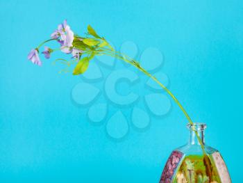 artificial flower in handpainted glass brandy bottle on blue pastel color background