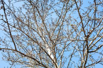 poplar tree with buds and blue sky on background on sunny spring day (focus on branches on foreground)