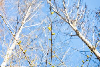 twig with young leaves and poplar trees and blue sky on background on sunny spring day (focus on the branch on foreground)