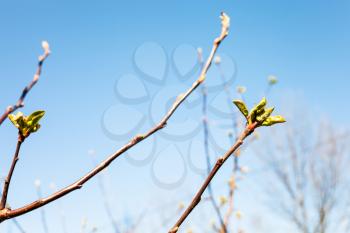 twigs with buds of apple tree and blue sky on background on sunny spring day (focus on bourgeon on foreground)