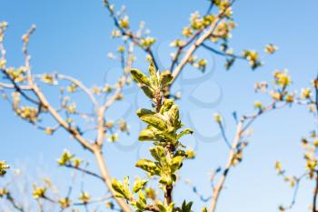 branches of apple trees with bourgeons and blue sky on background on sunny spring day (focus on fresh leaves in center on foreground)