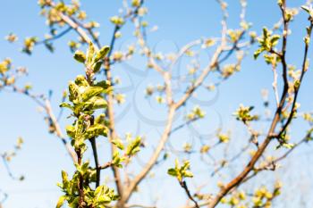 branches of apple trees with fresh leaves and blue sky on background on sunny spring day (focus on the left twig on foreground)