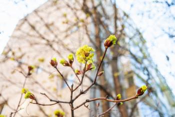 twigs of maple tree with flowers and high-rise apartment house on background in spring (focus on blossoms on foreground)
