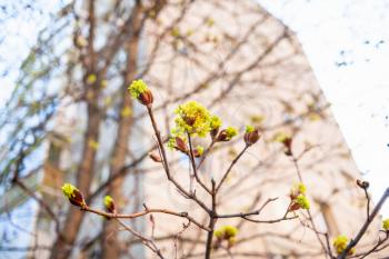 blossoms of maple tree close up and high-rise apartment house on background in spring (focus on flowers on foreground)