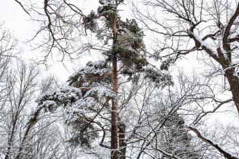 snow-covered pine tree in forest of Timiryazevsky park in Moscow city on winter day