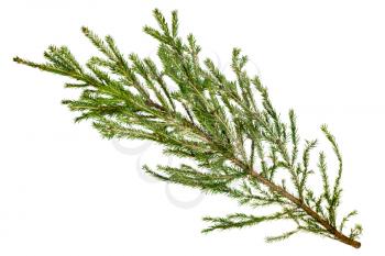 natural branch of spruce tree isolated on white background