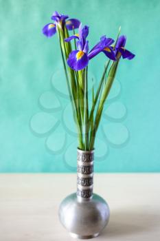 panoramic vertical still-life - bouquet of natural iris flowers in old pewter vase on table with green textured paper background (focus on petal of bloom on foreground)