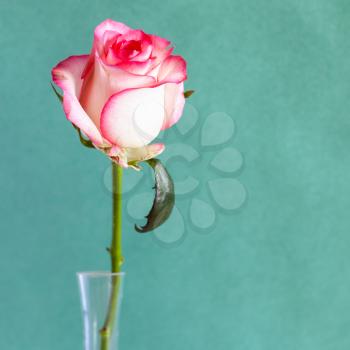 square still-life with copyspace - single natural white and red rose flower in glass vase with green paper background (focus on the bloom)