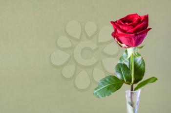 horizontal still-life with copyspace - single fresh red rose flower in glass vase with olive color paper background (focus on the bloom)