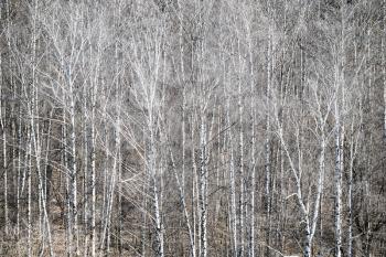 above view of bare birch trees in forest on spring sunny day
